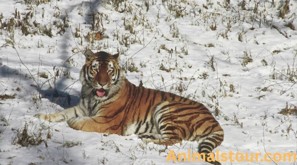 Siberian Tiger