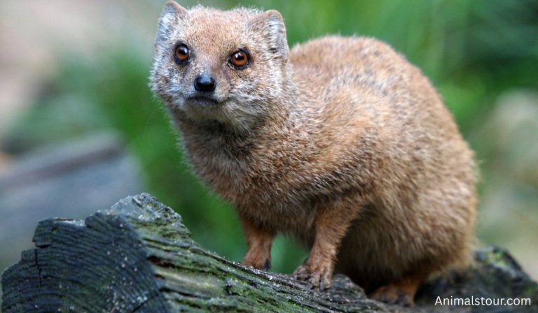 Animals like Mongoose