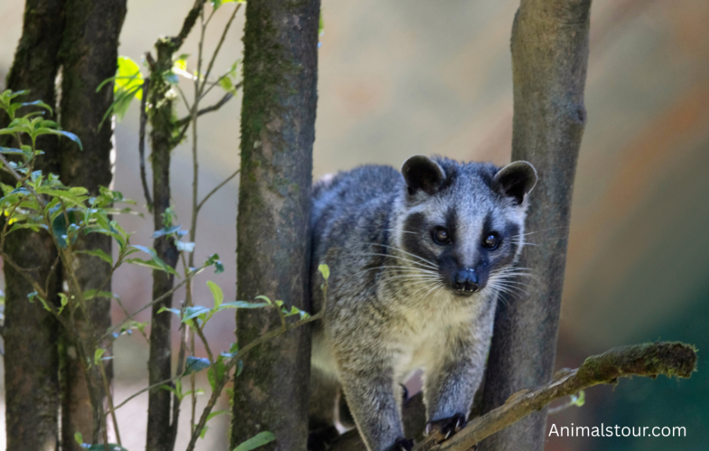 Animals like Mongoose
