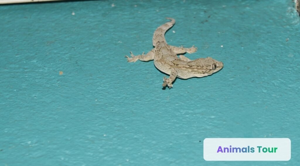 Common house gecko-skinny animals
