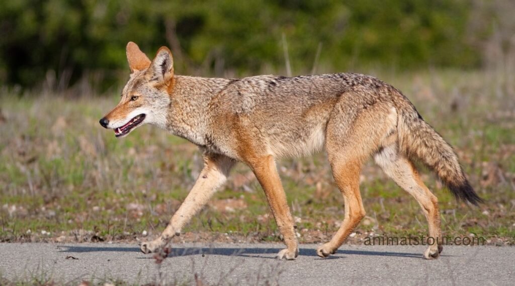 Coyote