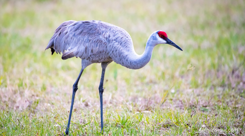 Animals with Long Legs