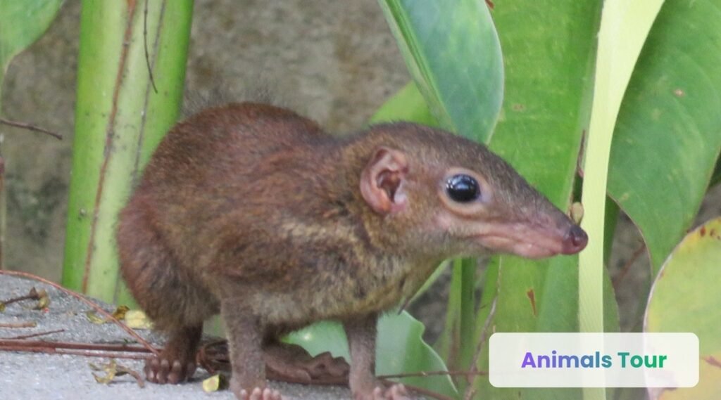 Etruscan Shrew