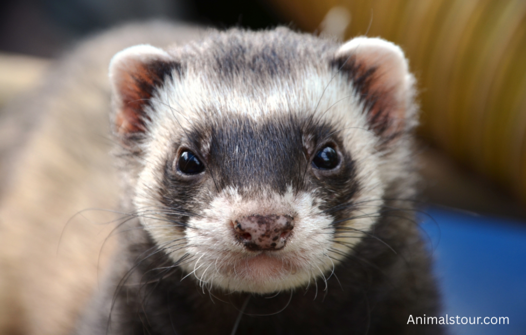 Animals like Mongoose