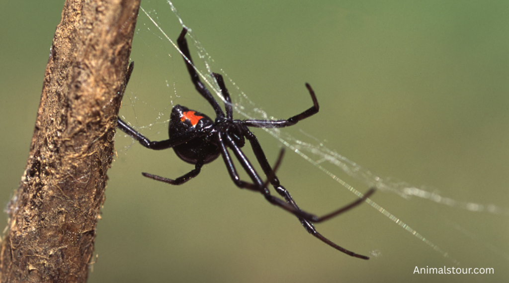 Animals with long legs