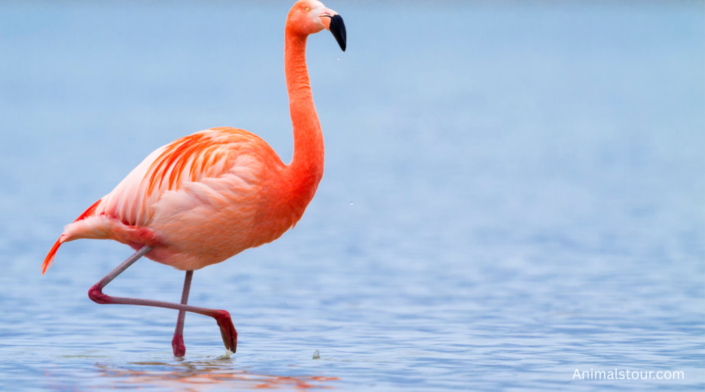 Animals with Long Legs