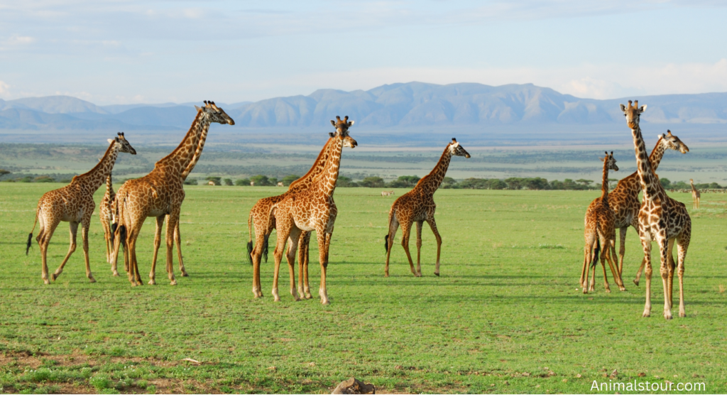 Animals with Long Legs