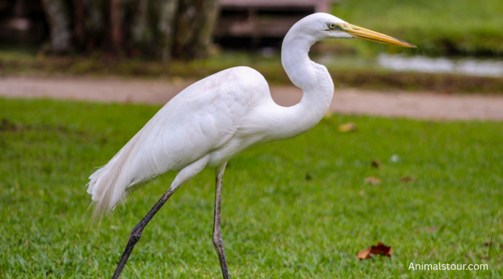 Animals With Long Neck