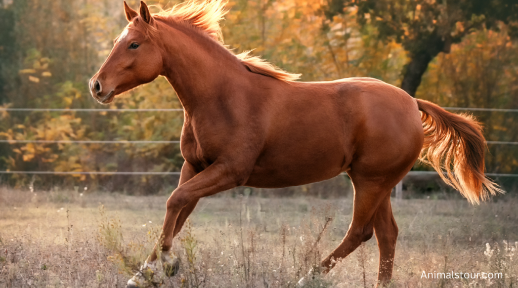 Animals with Long Legs