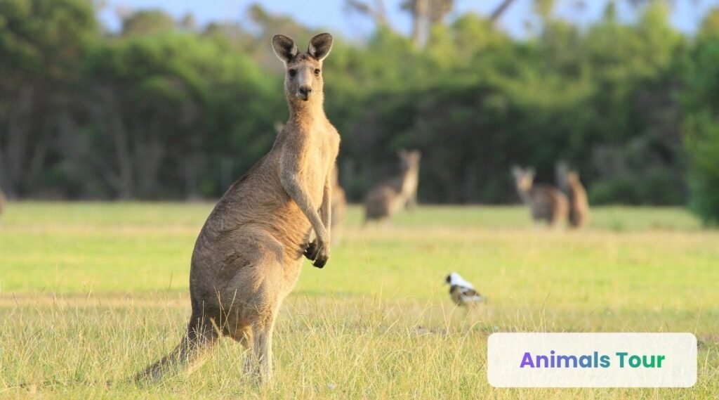 Kangaroo