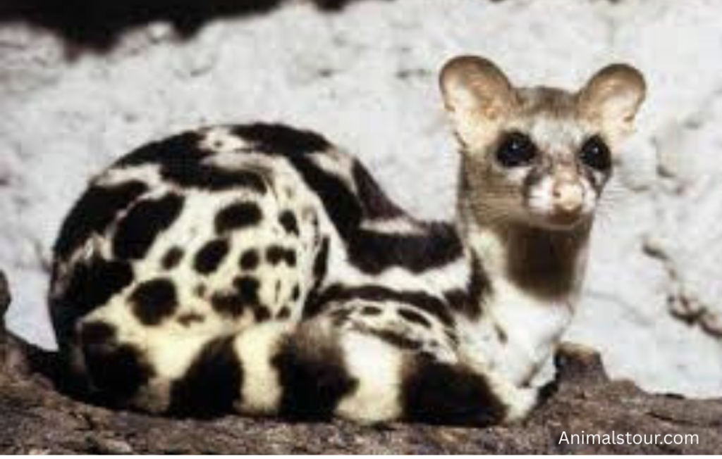 Animals like Mongoose