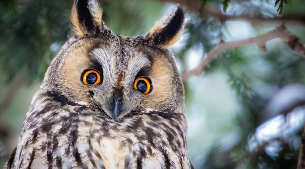 Long-eared Owl