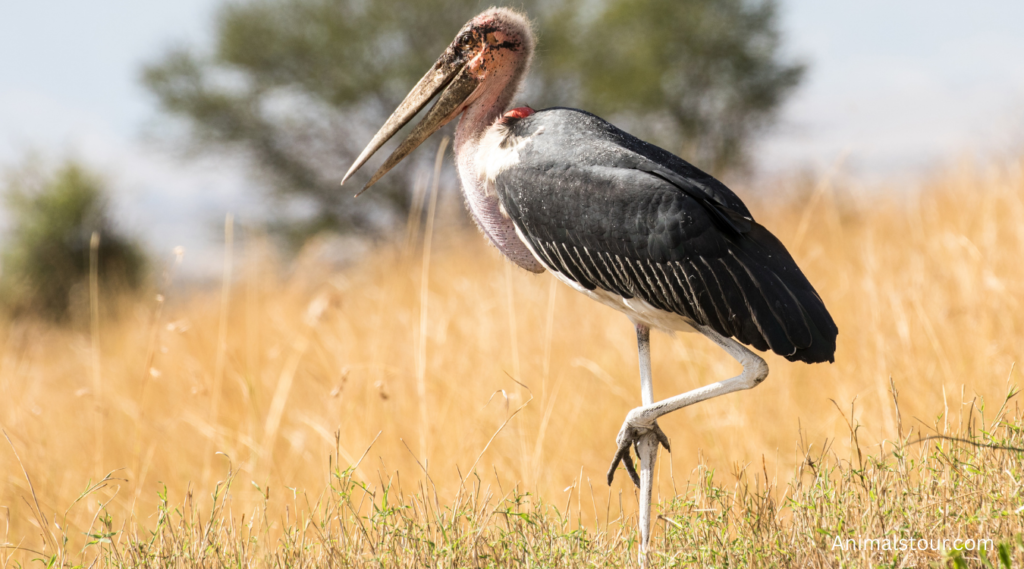 Animals with Long Legs