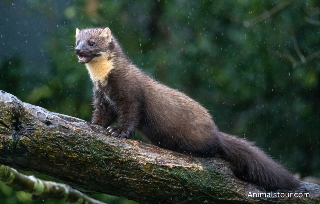 Animals like Mongoose