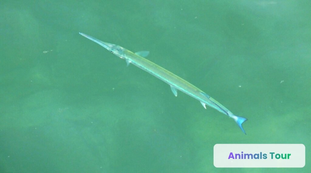 Needlefish-Skinny animal in the world