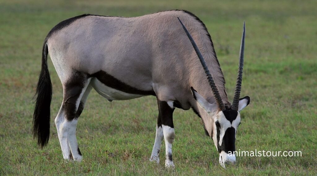 Oryx