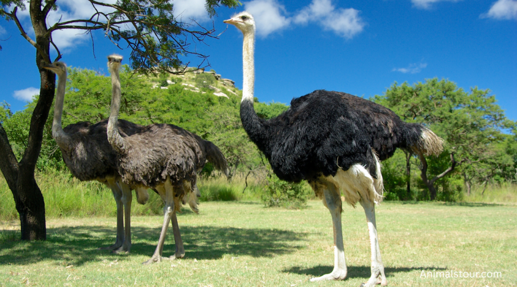 Animals with Long Legs
