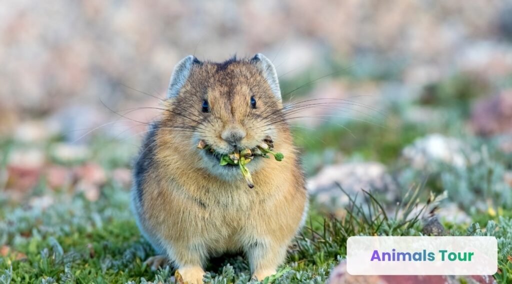 Pika
