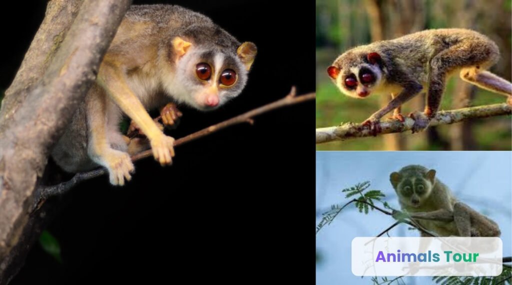 Red Slender Loris-skinny animals in the world