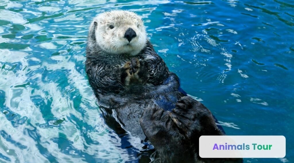 Sea Otters -Animals with tiny ears