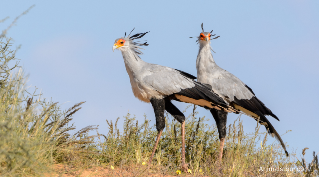 Animals with Long legs