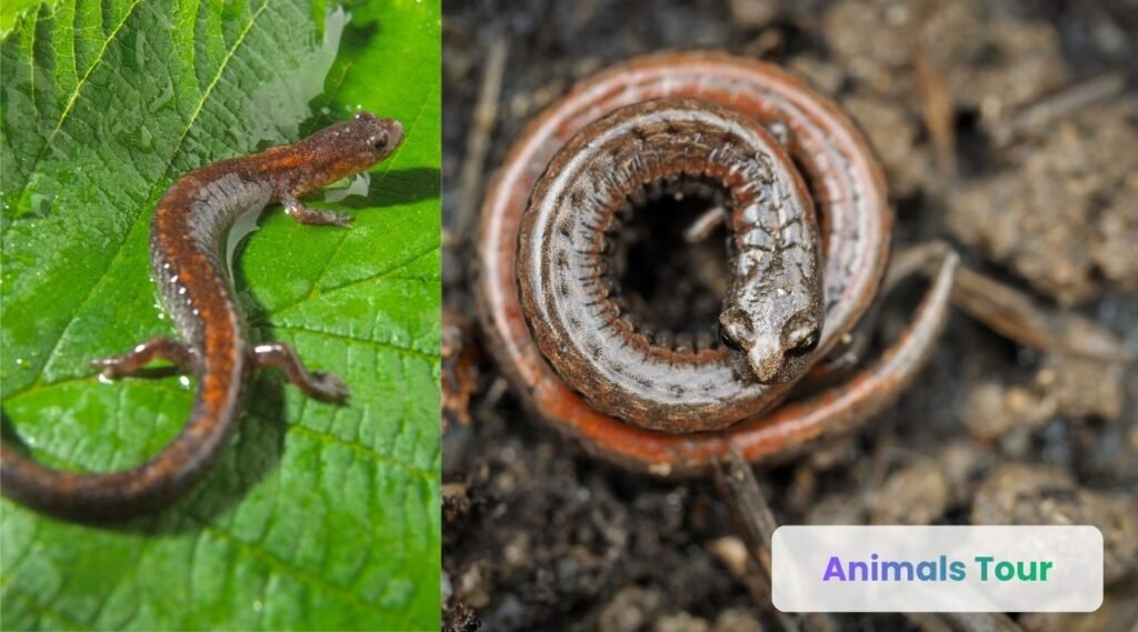 Slender Salamander -skinniest Animals in the world