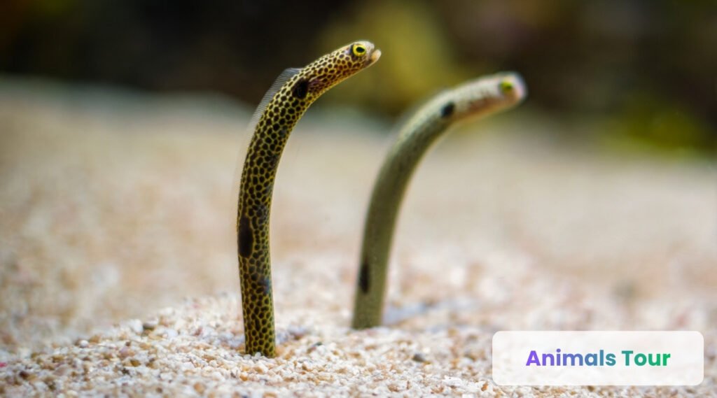 Spotted Garden Eel-smallest animals by weight.