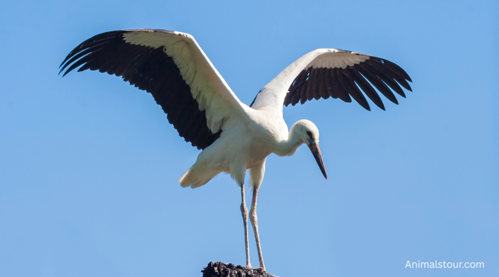 Animals with Long Legs