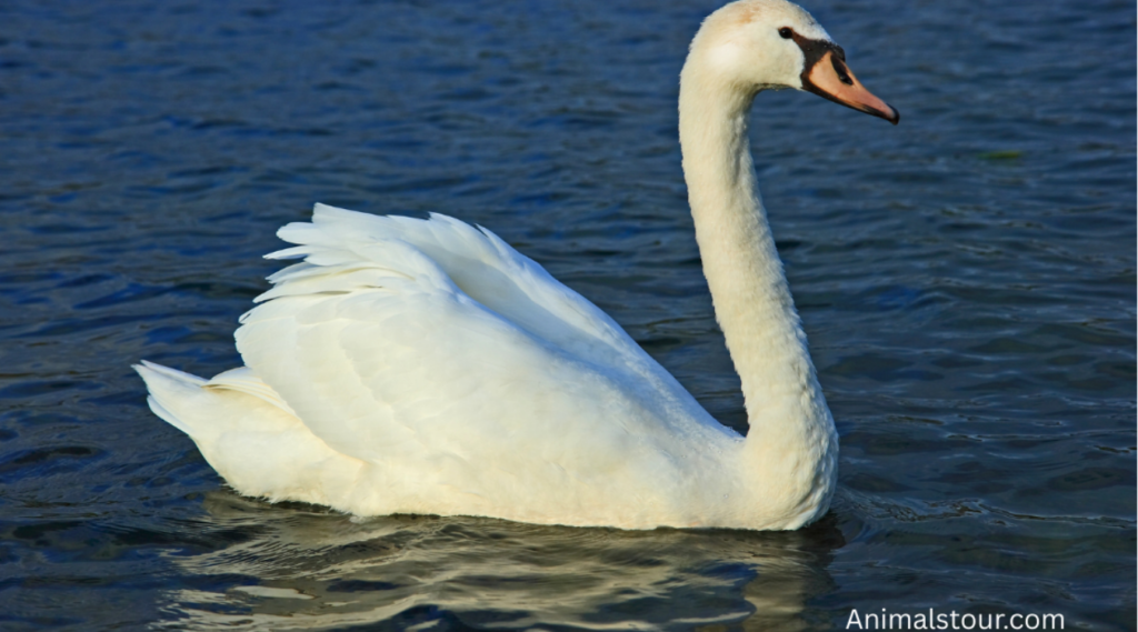 Animals With Long Neck