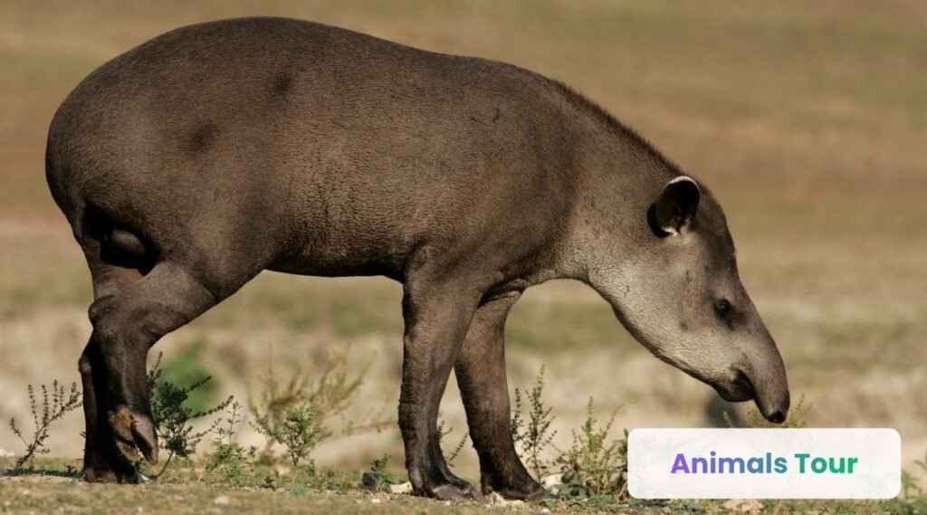 Tapir-small eared forest mammal