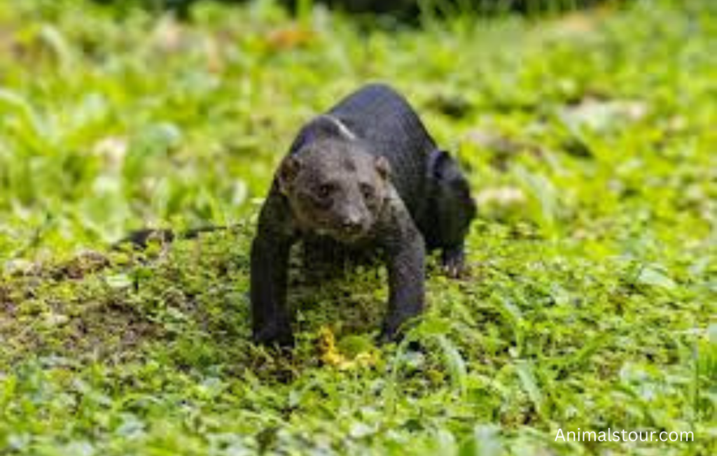 Animals like Mongoose
