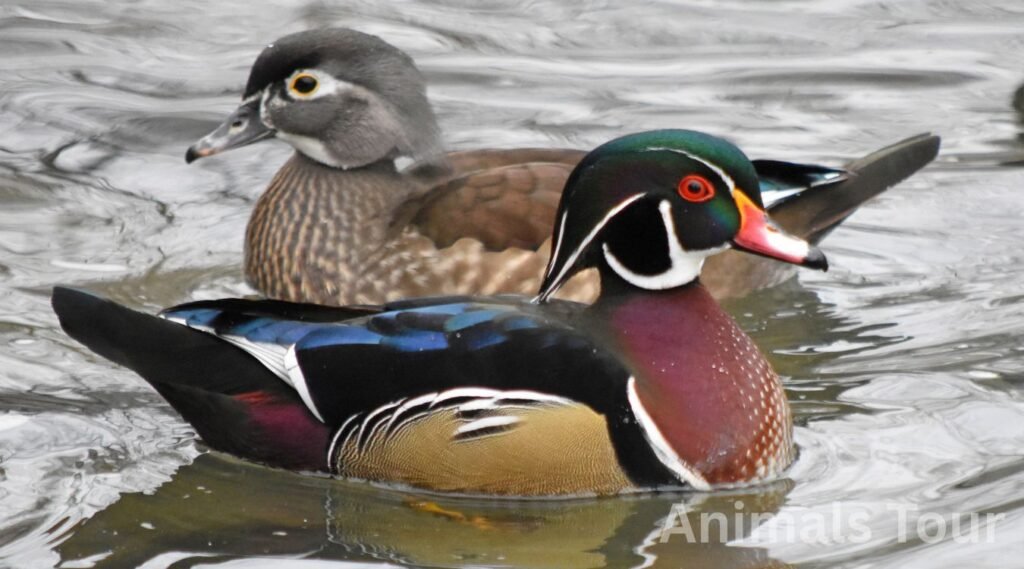 Wood Duck