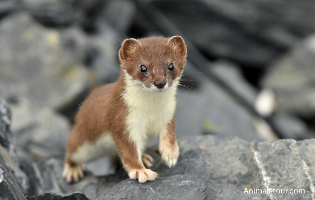 Animals like Mongoose