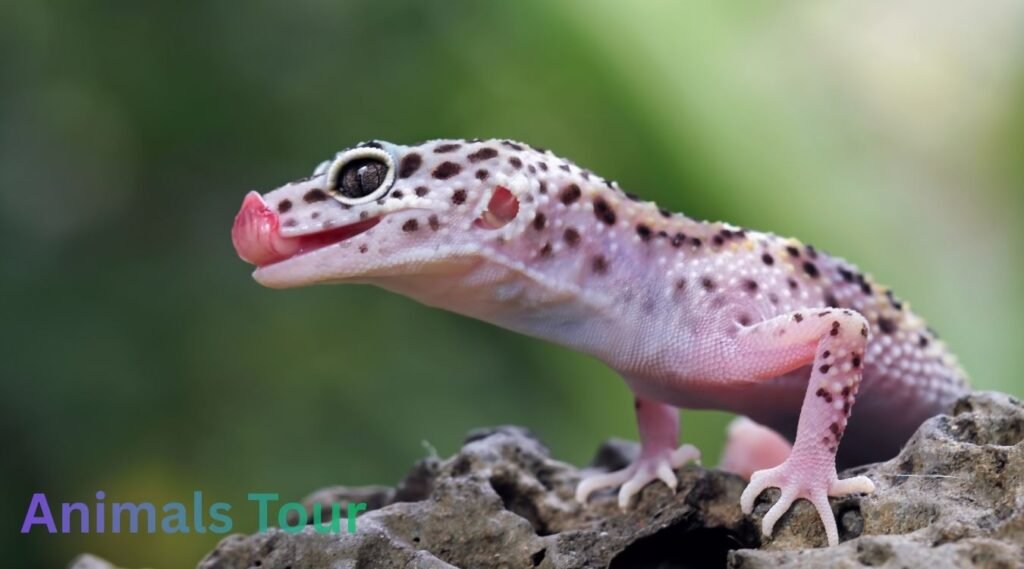 Flat-Tailed Gecko