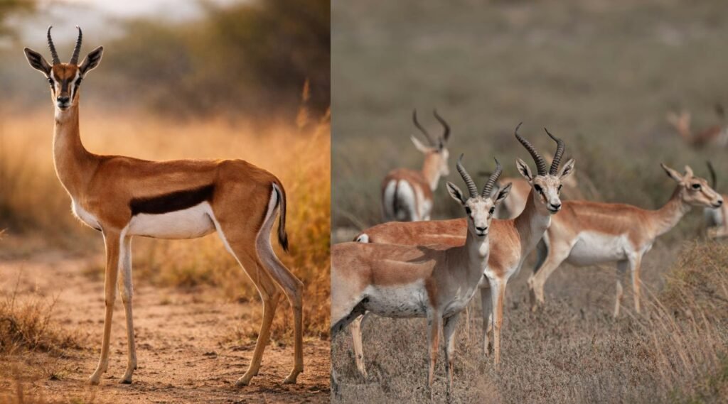 Gazelle – Swift and Agile Slender Creatures