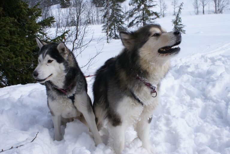 Animals with thick fur