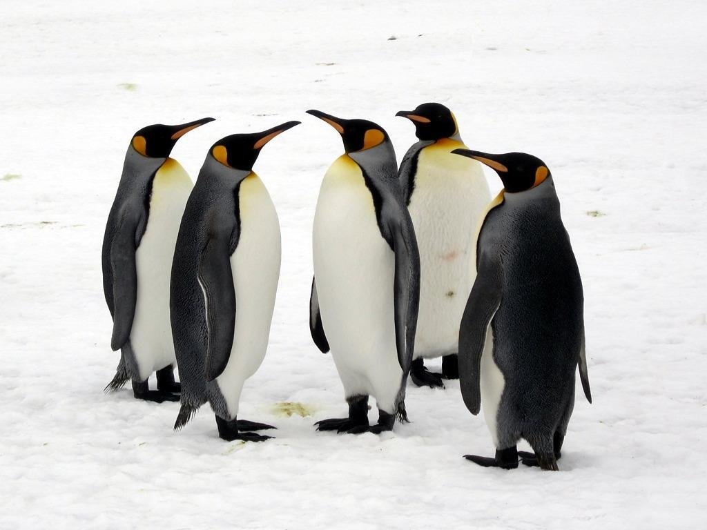 Penguin