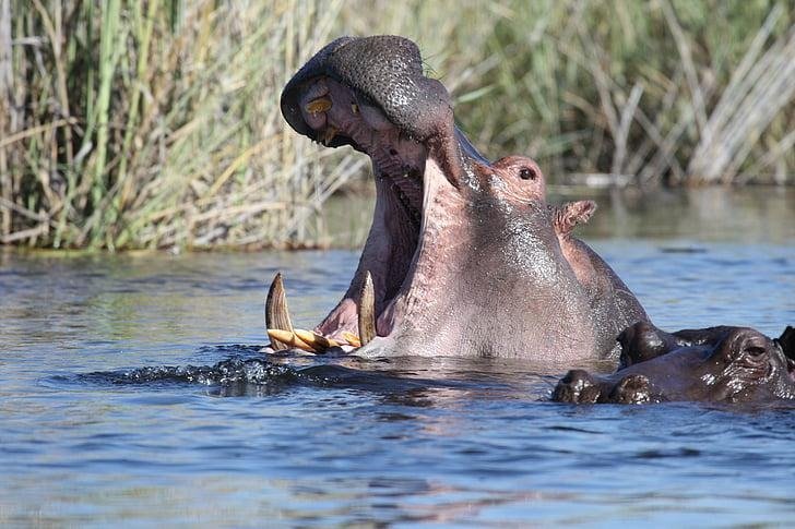 Hippo