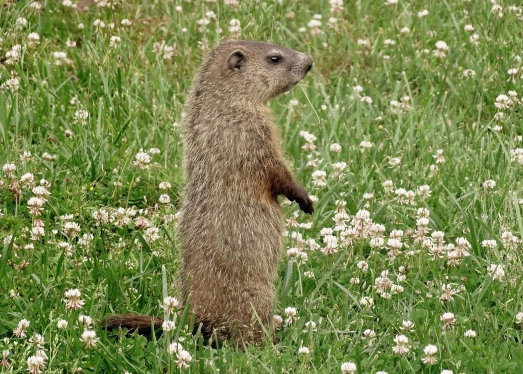 Groundhog