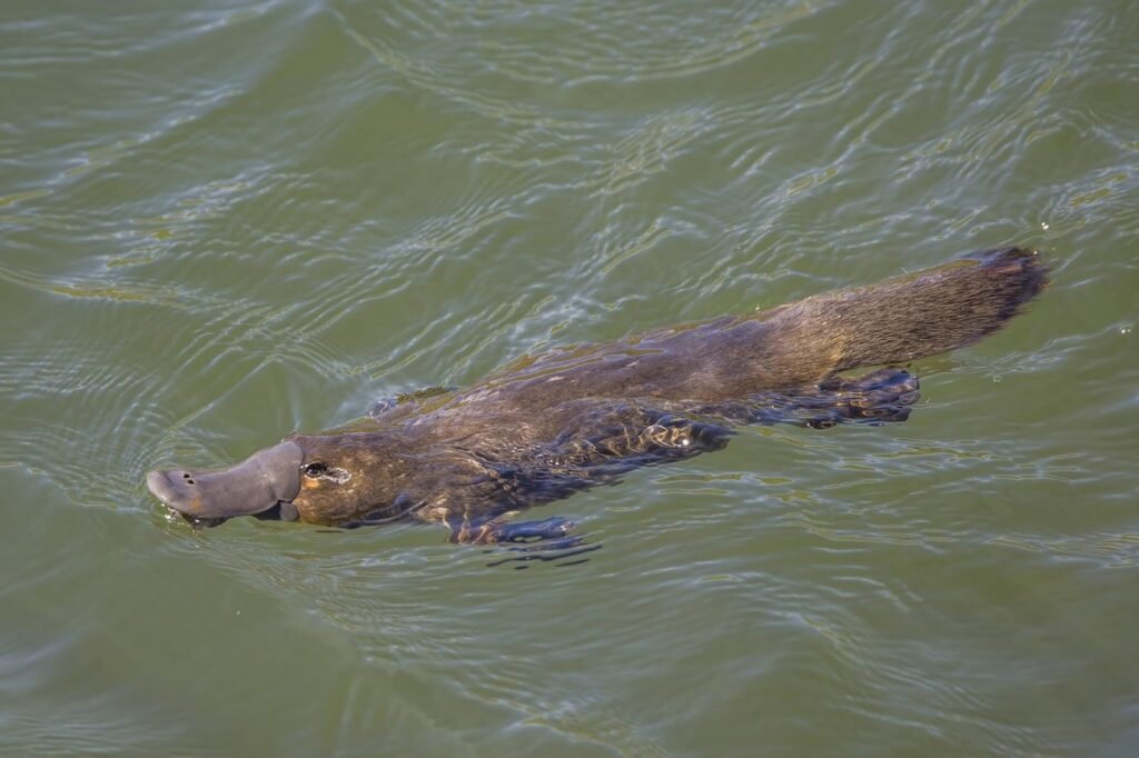 Platypus