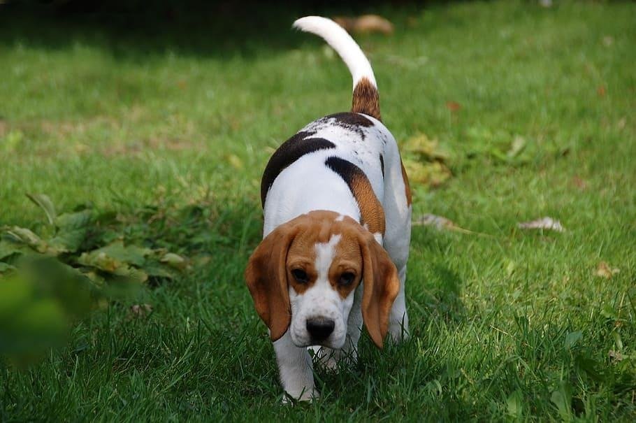Basset Hound