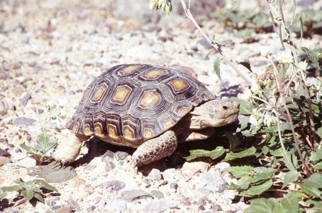 Tortoise