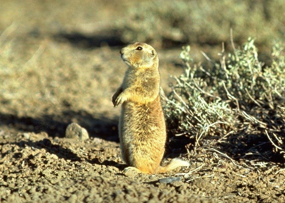 Prairie Dog