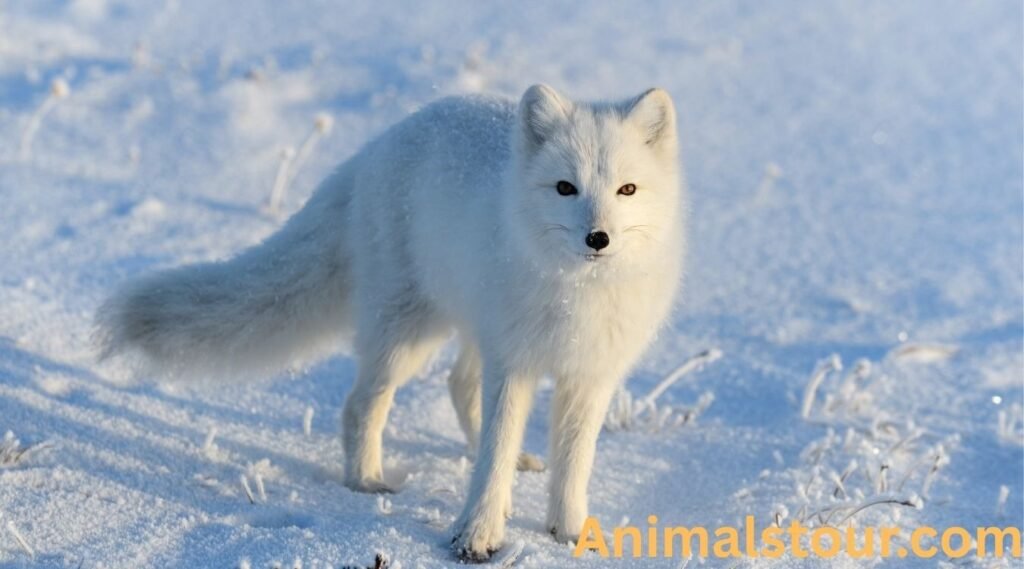 Animals with thick fur