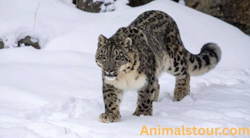 Snow Leopard