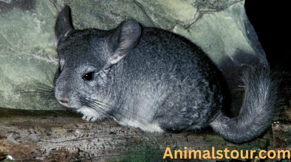Chinchilla
