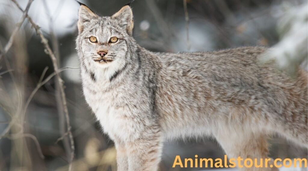 Animals with thick fur