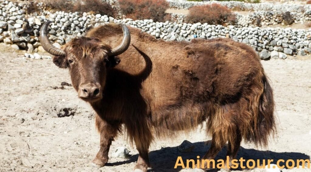 Yak