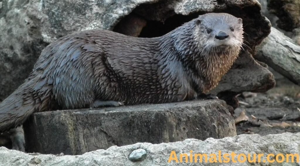 Sea Otter