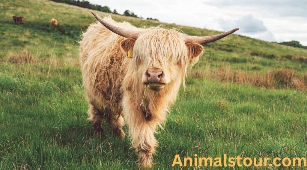 Highland Cow